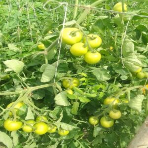 DECORA TOMATO