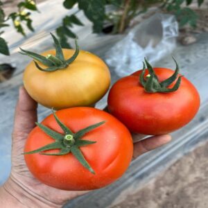 DECORA TOMATO