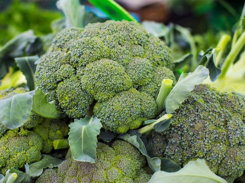 BROCCOLI SEED