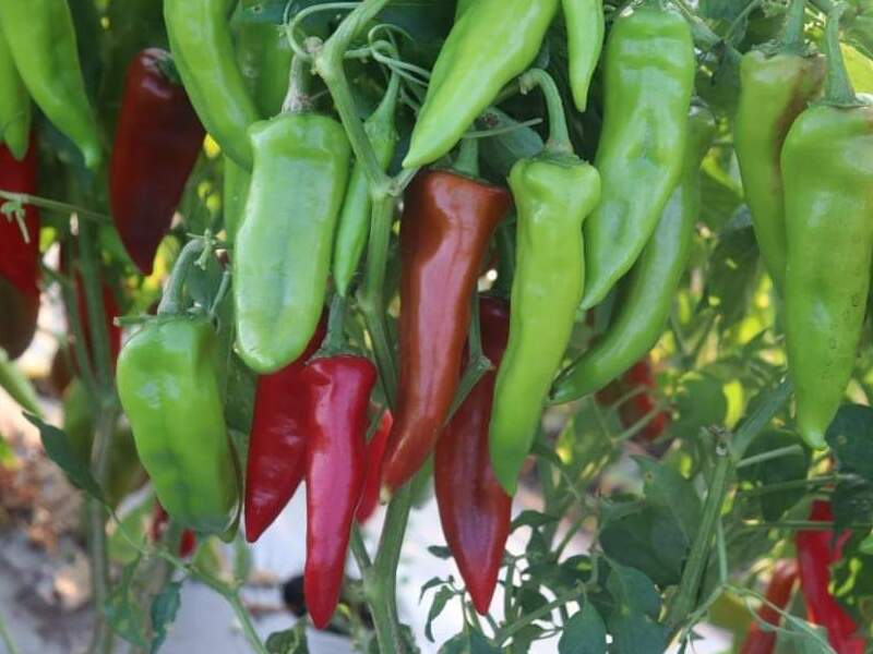 CHILLI SEED - DECORA REMBO