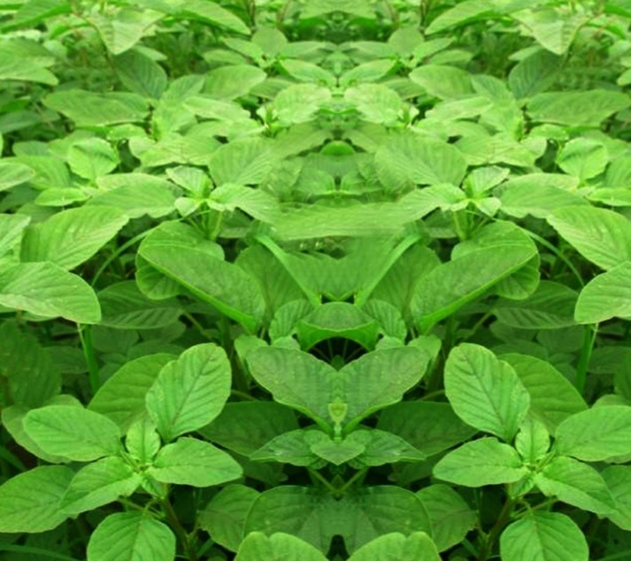 Buy Green Amaranthus Seeds Online