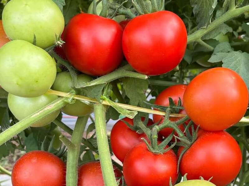 TOMATO SEED