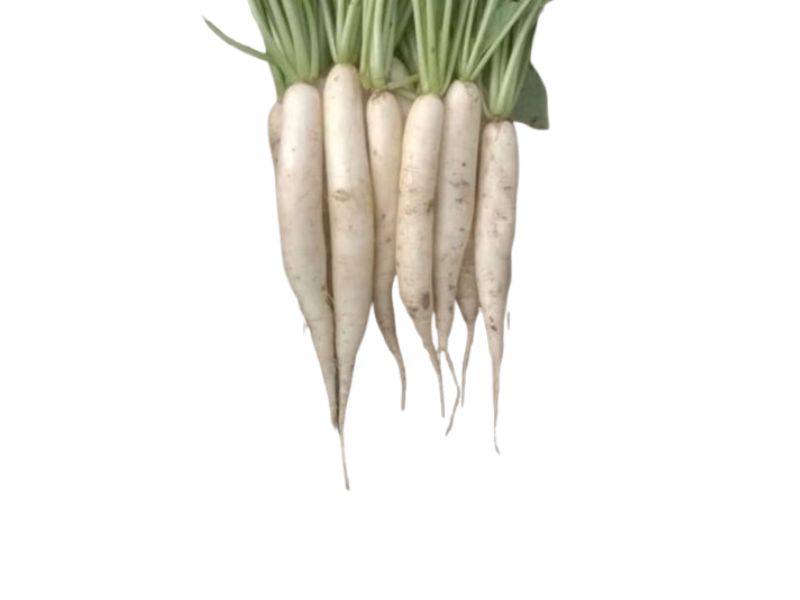 WHITE RADISH SEED
