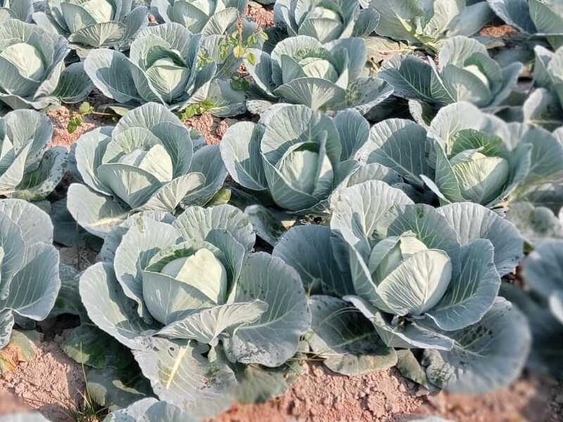 CABBAGE SEED