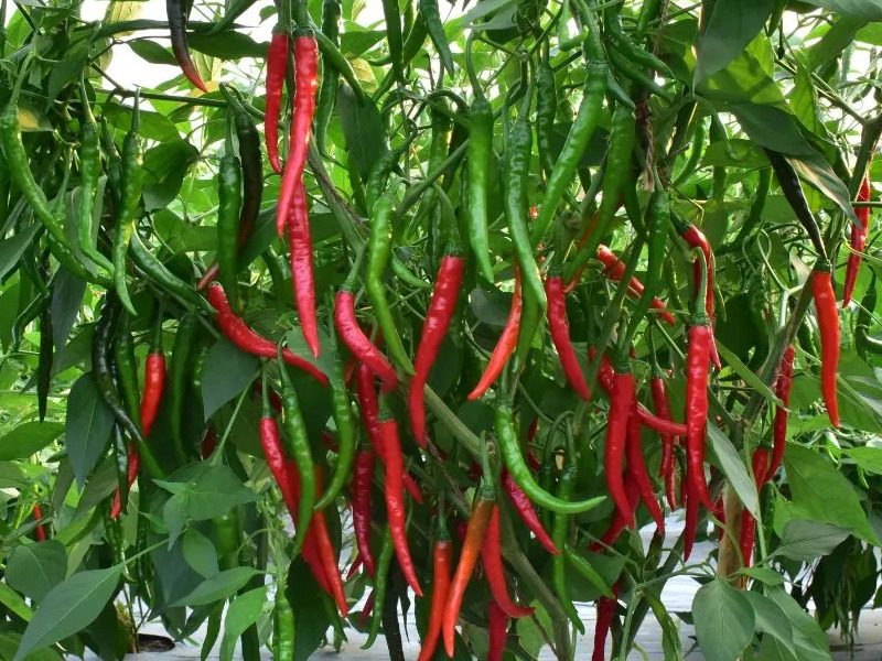 CHILLI SEED