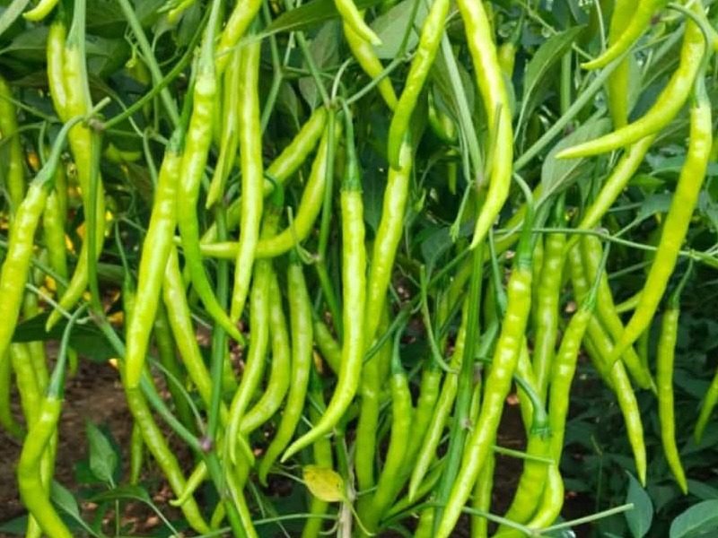 CHILLI SEED