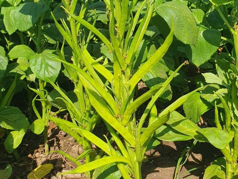 CLUSTER BEAN SEED