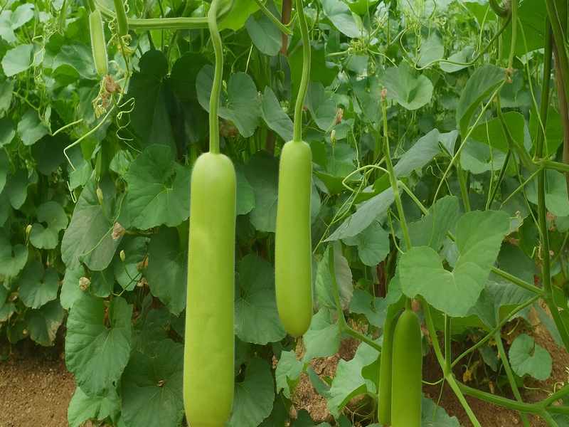 bottle gourd seed - decora vandan