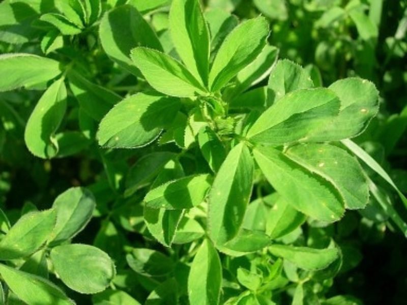 LUCERNE SEED