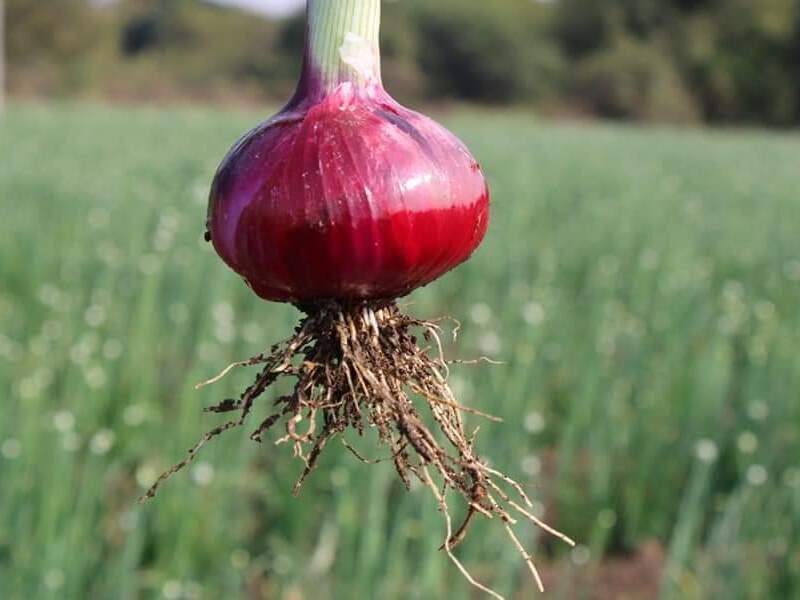 ONION SEED