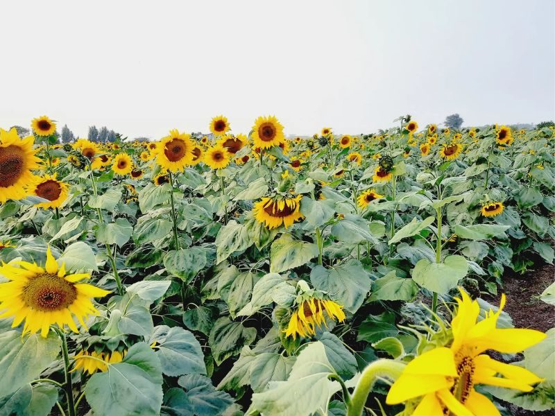 sunflower seeds for planting