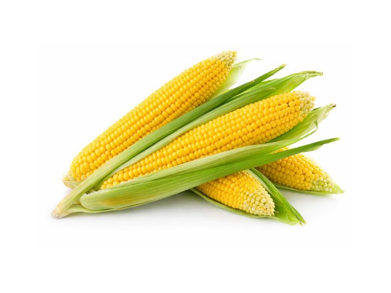 hybrid sweet corn seeds
