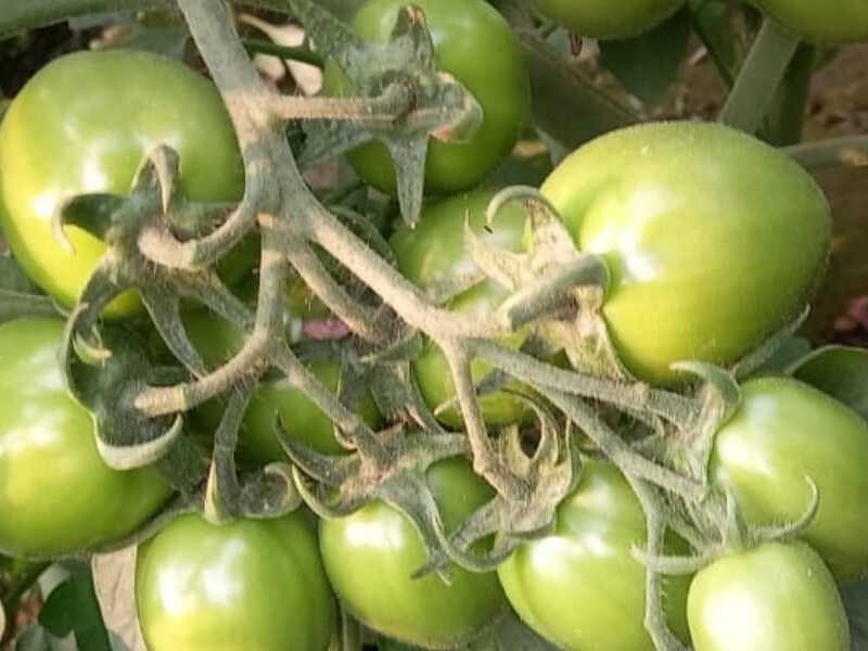 TOMATO SEED - DECORA 1155