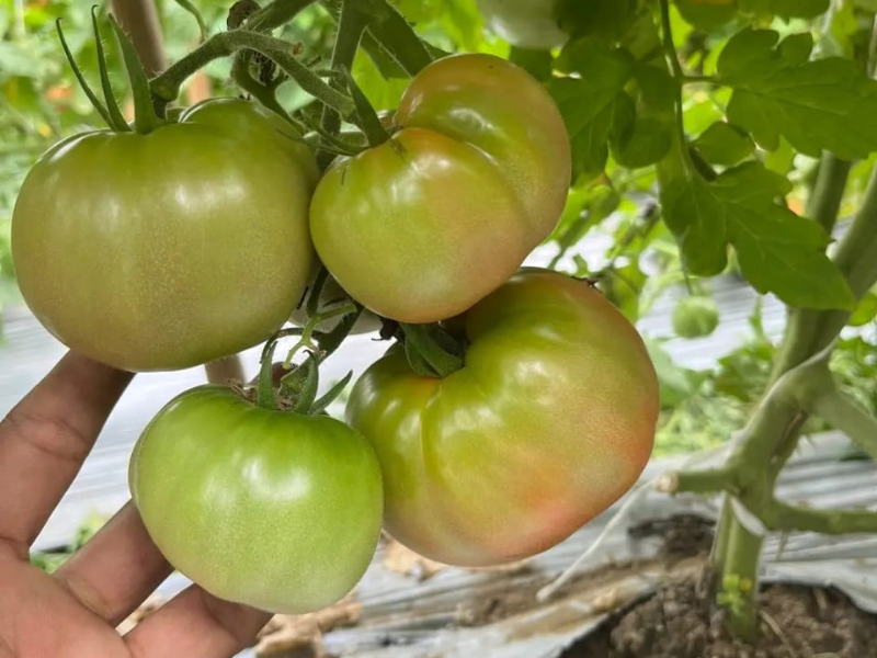 hybrid tomato seeds for home garden