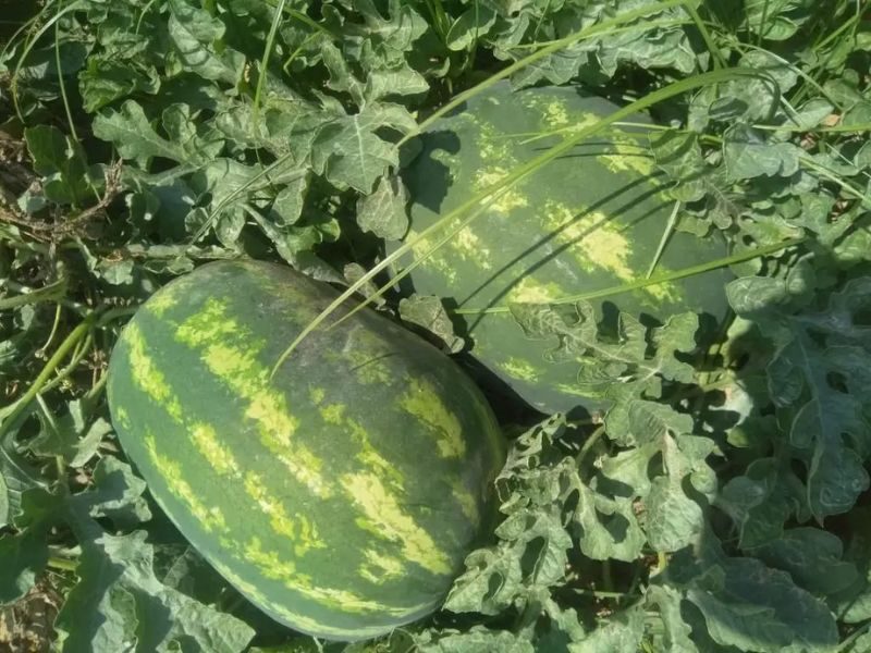 f1 hybrid watermelon seeds for planting
