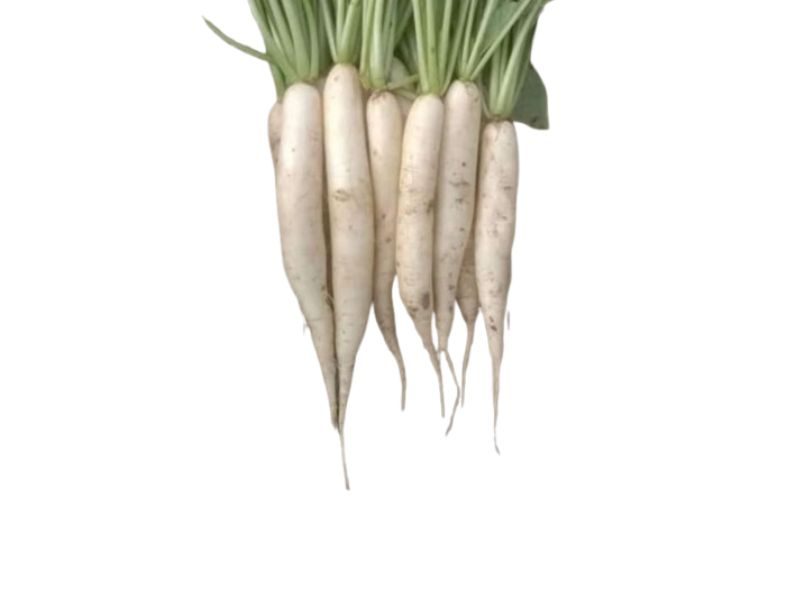 WHITE RADISH SEED