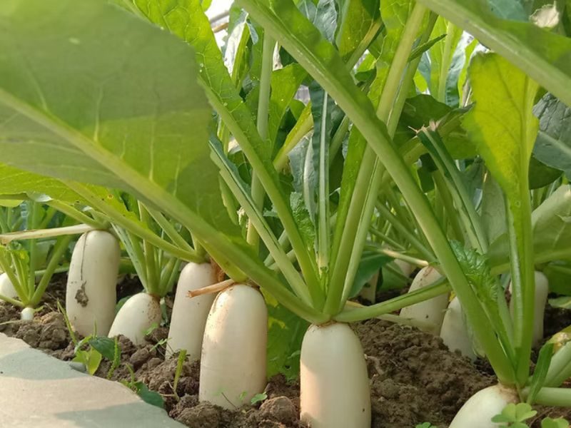 white radish seed