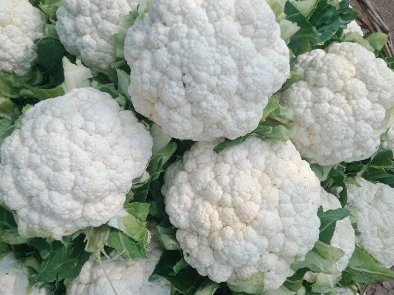 cauliflower seed